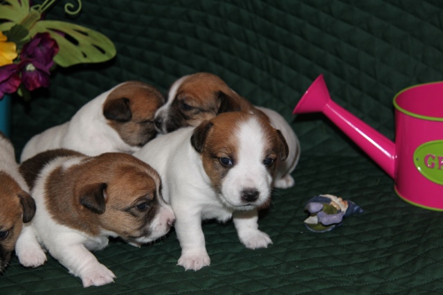 litter of puppies - 3 weeks old