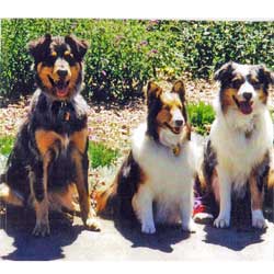 Shalie (center) with Smokey (left) and Charley (right)