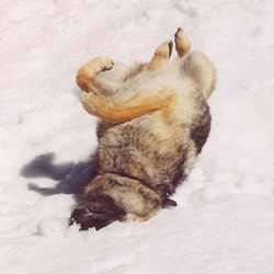 Treasure enjoying the snow