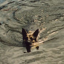 Treasure swimming in Silver Lake